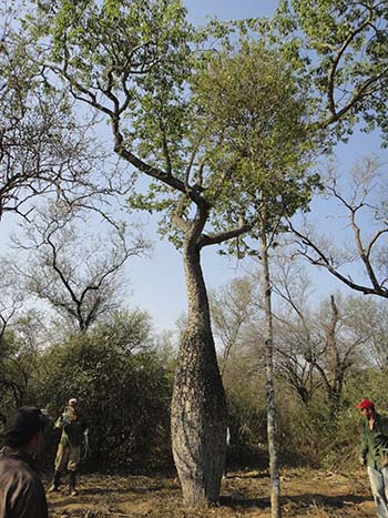 写真2：西部地方の代表的な樹種の一つであるボラチョ