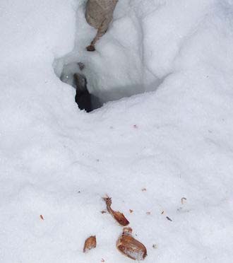 写真2：キタリスが雪をほり、ミズナラの種子を食べた跡