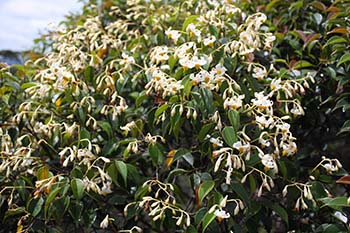 写真2：竜脳樹の花