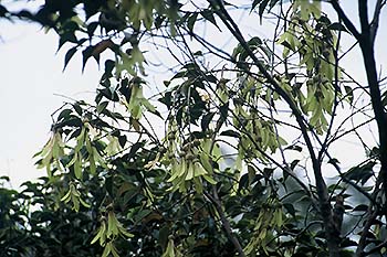写真3：竜脳樹の実