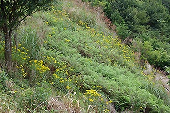 図3：衰退の進むササ原（ミヤコザサ）に進出・拡大しているイワヒメワラビ、キオンとススキ