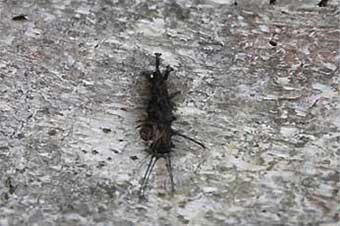 写真1：ウイルス病で死んだカシワマイマイ幼虫