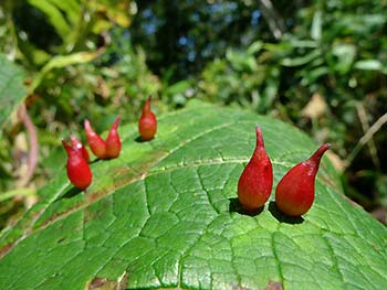 写真3：. 他の虫こぶの例。ブドウトックリタマバエによってヤマブドウにつくられたヤマブドウハトックリフシ