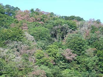 図1. ナラ枯れの様子（2006年新潟県胎内市）