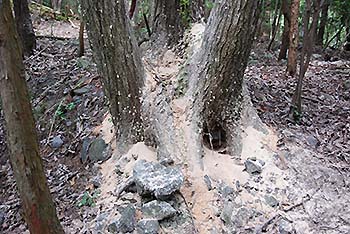 図3. カシナガに穿入されたミズナラ。幼虫の出した木屑が地際に降り積もる様子