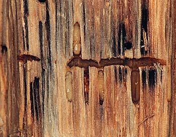 図4. カシナガは幼虫の作った個室で蛹になる。
