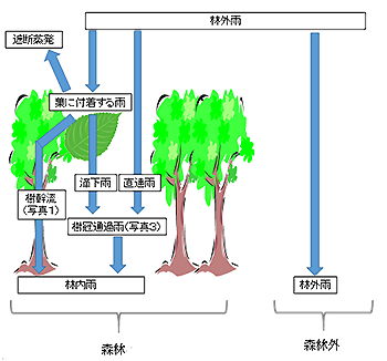 図1 森林に降った雨が地面に達するまでの経路