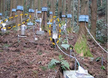 写真3：樹冠通過雨の測定例