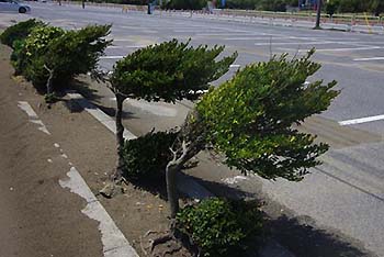 図1：千葉県九十九里海岸