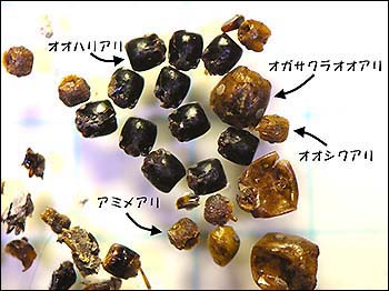 図3：メグロの糞。中には、いろいろなアリの頭が含まれていた。