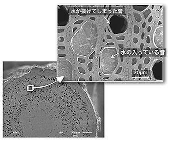 写真2：自然探訪2016年1月カツラの木の枝の断面