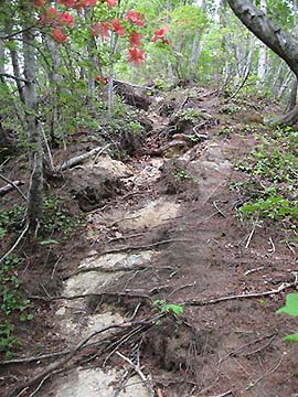 写真2：岩手・宮城内陸地震によって山の尾根に発生した亀裂
