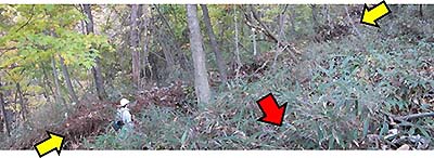 写真4：図1の山の尾根で確認された亀裂
