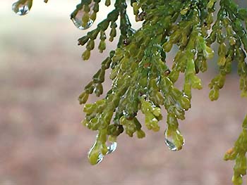 写真2：ヒノキの葉先に集まってできた雨粒