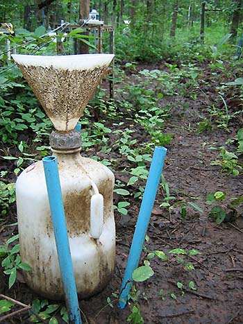 写真4：林内に置いた貯水ボトルの降雨後の様子