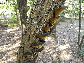 写真2：ウツギサルノコシカケ
