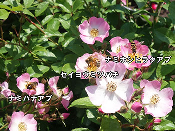 写真1：虻蜂撮れた