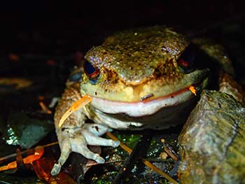 写真1 サワガニを食べるオットンガエル