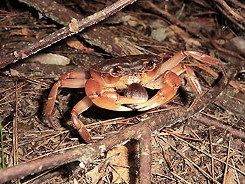 写真2 スダジイのドングリを食べるサワガニ