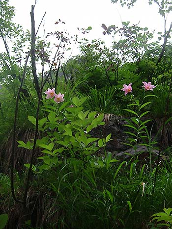 写真1：ヒメサユリは梅雨に濡れた崖の上で咲いていた