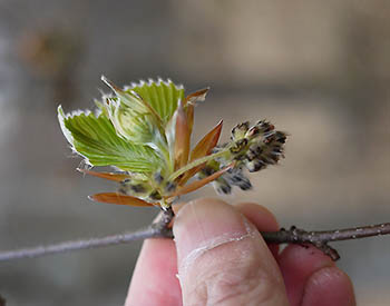 写真：春になって混芽の中から葉、雄花、雌花が展開しているところ