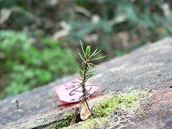 写真4：撮影 森林植生研究領域 倉本恵生