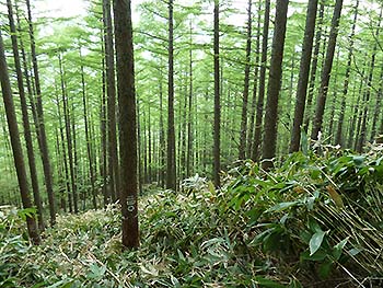 写真1：新緑のカラマツ