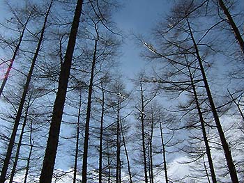 写真3：冬枯れのカラマツ