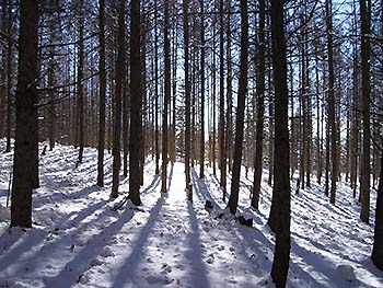 写真1：冬場のカラマツ人工林（八ヶ岳山麓）