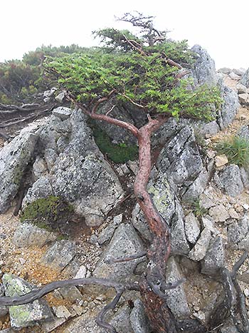 写真2：風衝により矮小化したカラマツ（北アルプス・燕岳付近）