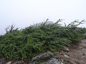 写真3：主幹を失い匍匐するカラマツ（北アルプス・燕岳付近）