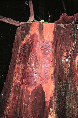 写真2：クバ国立公園内のボルネオテツボクの切り株