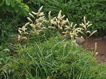 写真1：固有変種：ミヤマヤマブキショウマ