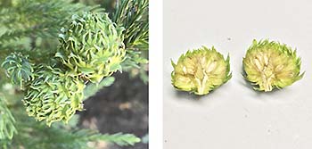 写真2：7月の球果（未熟な種子が詰まっています）