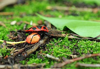 写真1：ボロボロノキの果実を運ぶベニツチカメムシの雌親