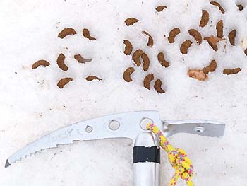 写真1.ライチョウの糞