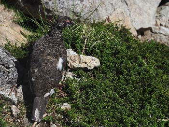 写真3. 夏のライチョウ