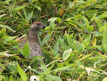 写真4. 秋のライチョウ