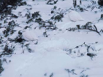 写真5a（上） 冬のライチョウ