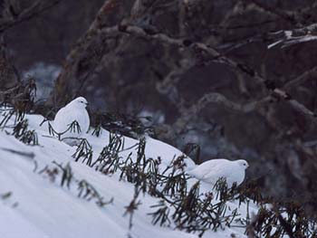 写真5b（下） 冬のライチョウ