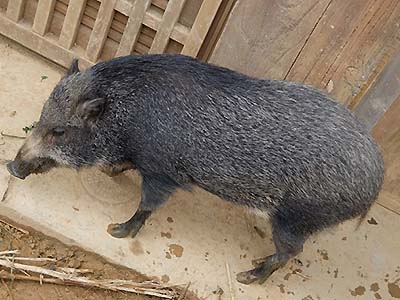 写真1：リュウキュウイノシシ