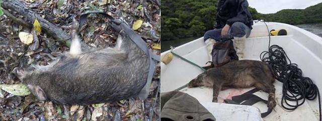 写真5：捕獲個体のボートによる運搬
