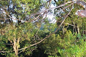 写真4：調査地の山小屋裏にあるアガティスの樹上の様子（右）