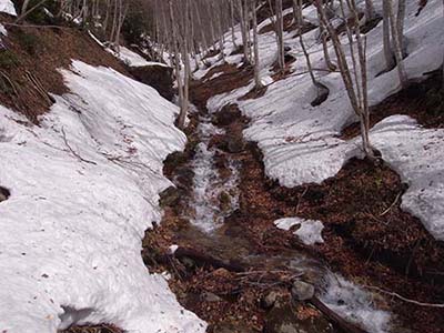 写真1：林道の脇から流れ来る雪溶け水