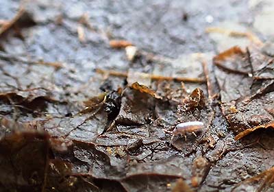 写真4：アヤトビムシ科の一種