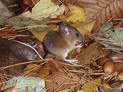 写真2：ドングリを食べるアカネズミ