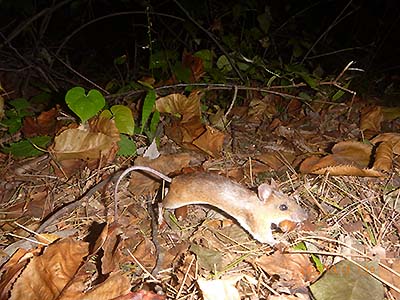 写真3：ドングリをくわえて運ぶアカネズミ