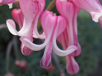写真3. 個性的な形をした花