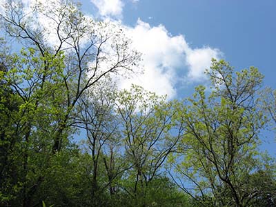 写真1： 新緑の里山