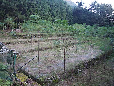 写真4 兵庫県宍粟市の荒廃農地に試験植栽されたセンダン